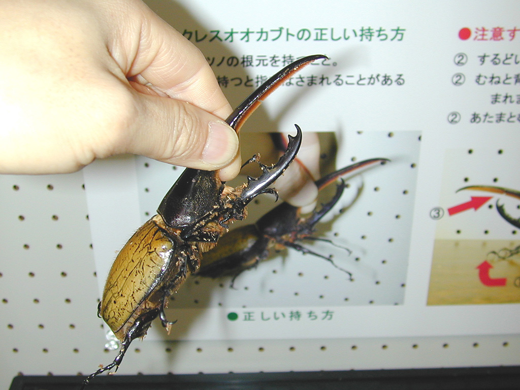 ヘラクレスオオカブト/胎内昆虫の家（新潟県／胎内市）