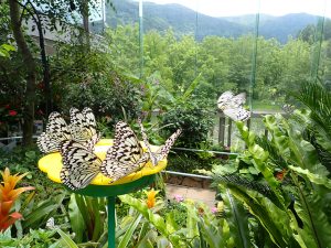 甲信越・北陸のおすすめ昆虫館!オオムラサキやカブトムシを観察(山梨・長野ほか)
