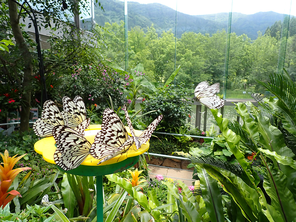オオゴマダラ/石川県ふれあい昆虫館（石川県／白山市）