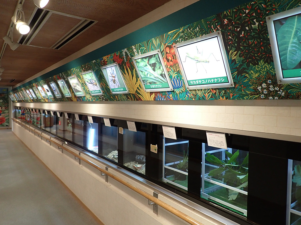 館内/石川県ふれあい昆虫館（石川県／白山市）