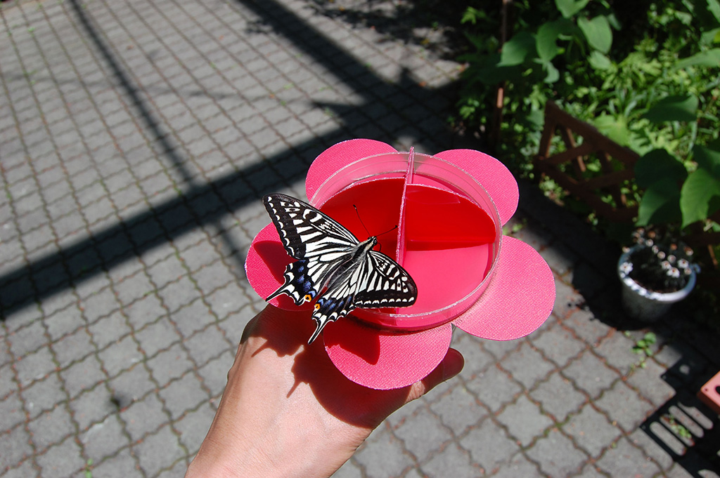 アゲハチョウのえさやり体験/胎内昆虫の家（新潟県／胎内市）