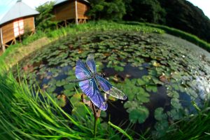 中国・四国のおすすめ昆虫館!カブトムシ・トンボ・蝶の展示など(広島・山口ほか)