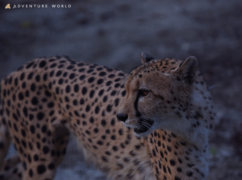NIGHT ADVENTURE 2025／ アドベンチャーワールド（和歌山県）