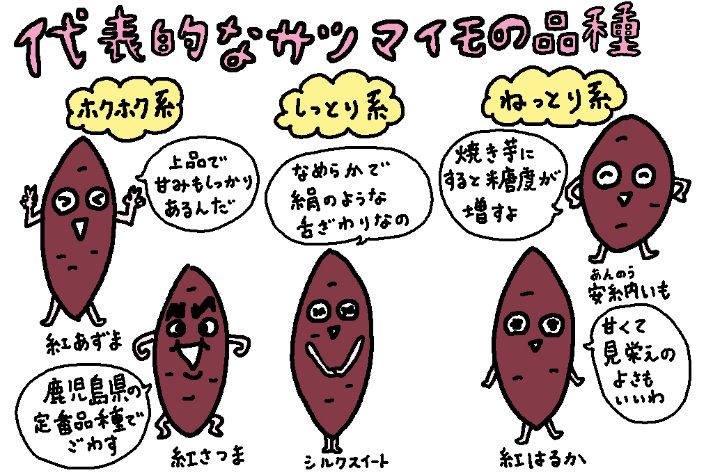 代表的なサツマイモの品種│鹿児島県の特産品「さつまいも」