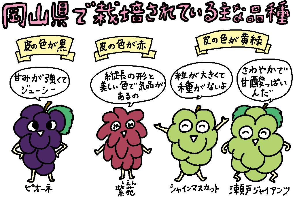 岡山県で栽培されている主な品種│岡山県の特産品「ぶどう」