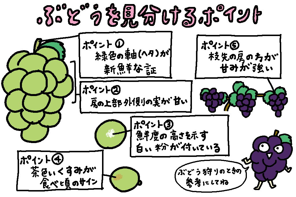 ぶどうを見分けるポイント│岡山県の特産品「ぶどう」