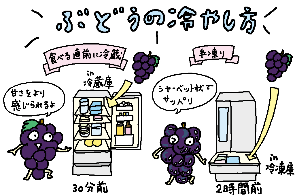 ぶどうの冷やし方│岡山県の特産品「ぶどう」