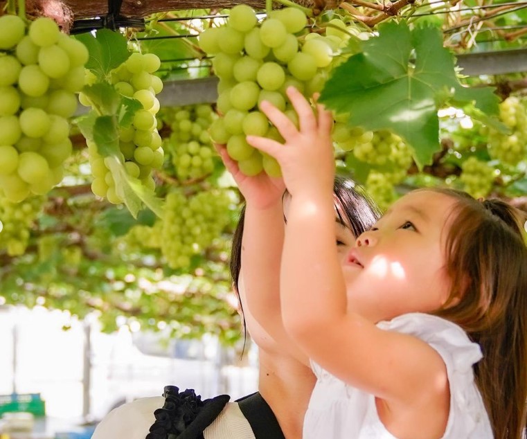 くぼ農園（岡山県／岡山市）│岡山県の特産品「ぶどう」