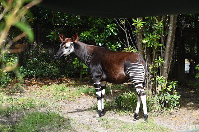 オカピ/よこはま動物園ズーラシア（神奈川県/横浜市）