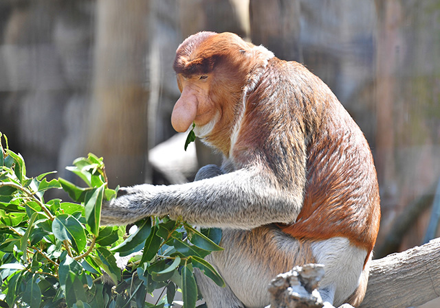 テングザル/よこはま動物園ズーラシア（神奈川県/横浜市）