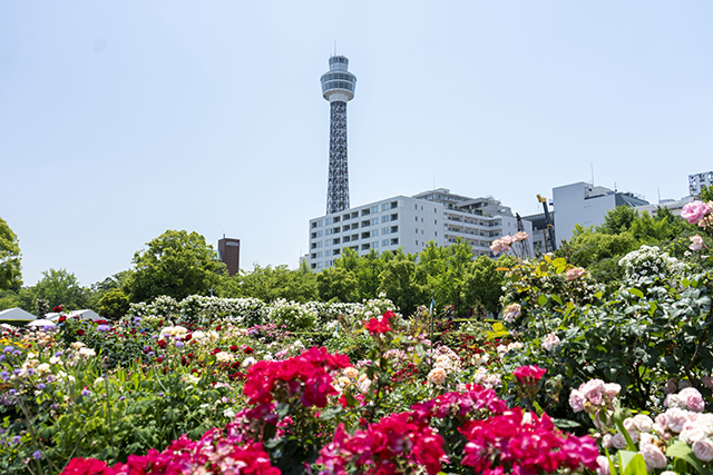 山下公園（神奈川県/横浜市）