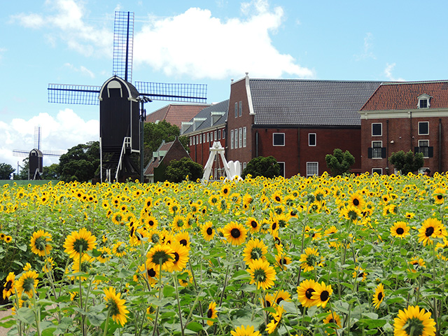 夏の花畑と風車の風景が圧巻のヒマワリ/ハウステンボス（長崎県/佐世保市）