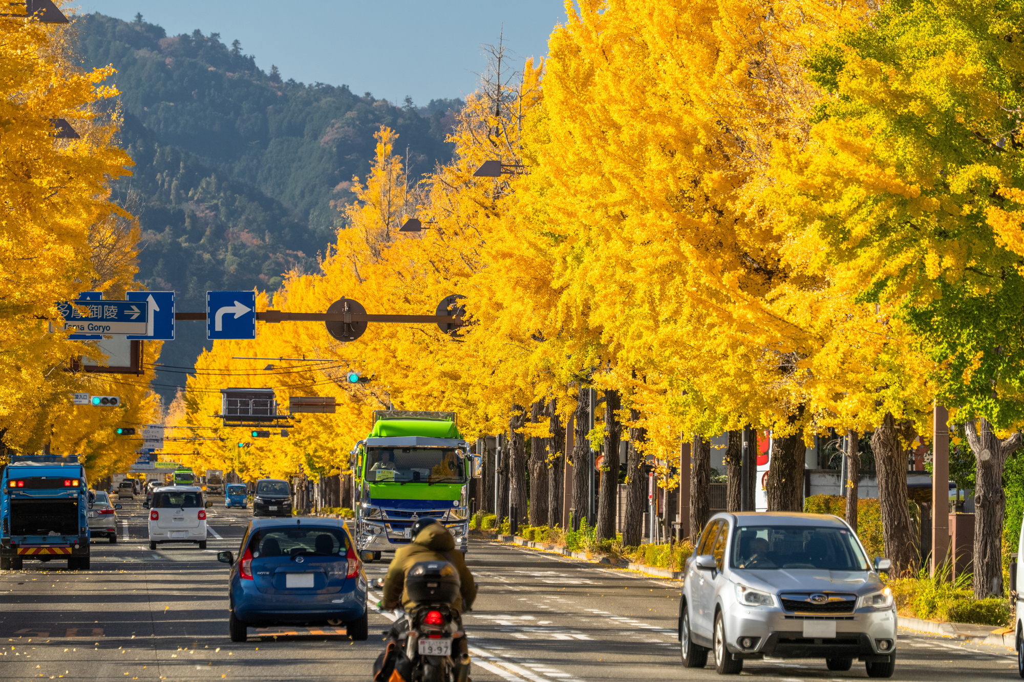 甲州街道のイチョウ並木（東京都/八王子市）
