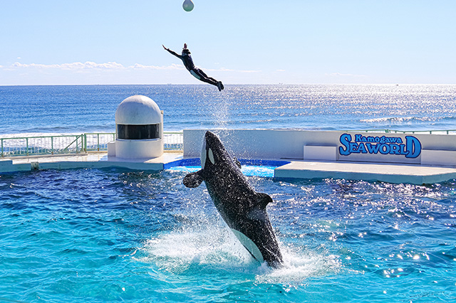 シャチパフォーマンスのハイライトシーン/鴨川シーワールド(千葉県/鴨川市)