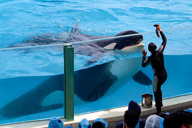 シャチの餌やりの様子/鴨川シーワールド(千葉県/鴨川市)