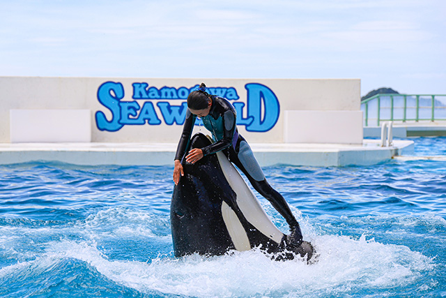 トレーナーさんと仲良しのシャチ/鴨川シーワールド(千葉県/鴨川市)