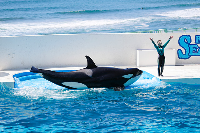 シャチパフォーマンスでシャチとトレーナーさんの決めポーズ/鴨川シーワールド(千葉県/鴨川市)
