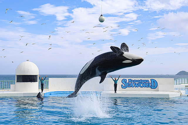 シャチショーの周囲を飛んでいるカモメ/鴨川シーワールド(千葉県/鴨川市)