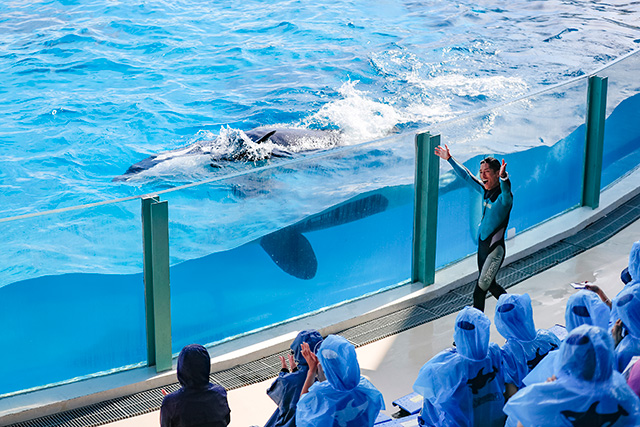 シャチとトレーナーさんが客席のすぐ近くに来るシーン/鴨川シーワールド(千葉県/鴨川市)