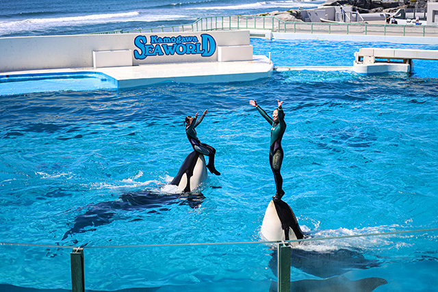 トレーナーさんがシャチの口部分に座ったり、口の上に立って挨拶するパフォーマンス/鴨川シーワールド(千葉県/鴨川市)