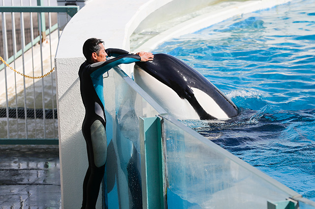 トレーナーさんとスキンシップの様子/鴨川シーワールド(千葉県/鴨川市)