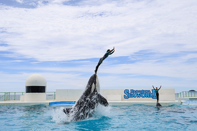 ジャンプスタートの様子/鴨川シーワールド(千葉県/鴨川市)