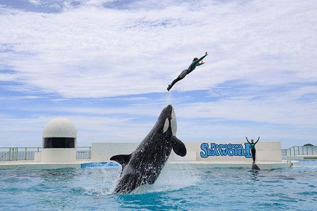 ジャンプの様子/鴨川シーワールド(千葉県/鴨川市)