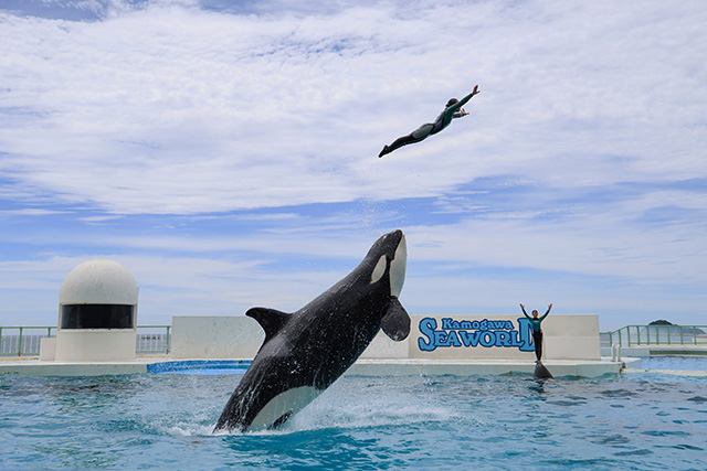 ビックリするほどの高さまでジャンプするトレーナーさん/鴨川シーワールド(千葉県/鴨川市)