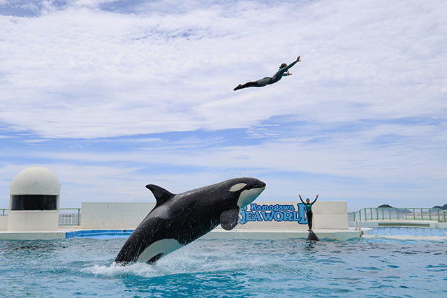 トレーナーさんがジャンプする様子/鴨川シーワールド(千葉県/鴨川市)