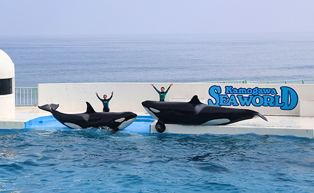 シャチとトレーナーさんが最後に挨拶をする様子/鴨川シーワールド(千葉県/鴨川市)