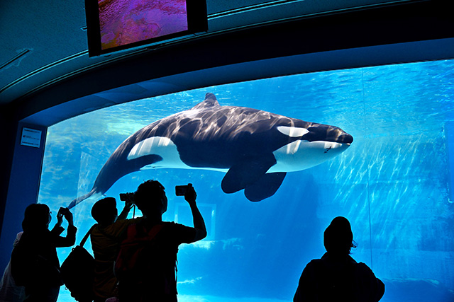 シャチプールで泳いでいる様子を大きな窓から見ることができる/名古屋港水族館(愛知県/名古屋市)