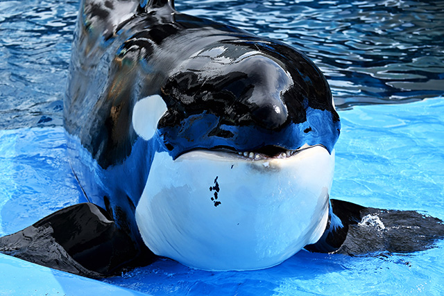 右下アゴに黒いホクロのような模様があるシャチの“リン”/名古屋港水族館(愛知県/名古屋市)