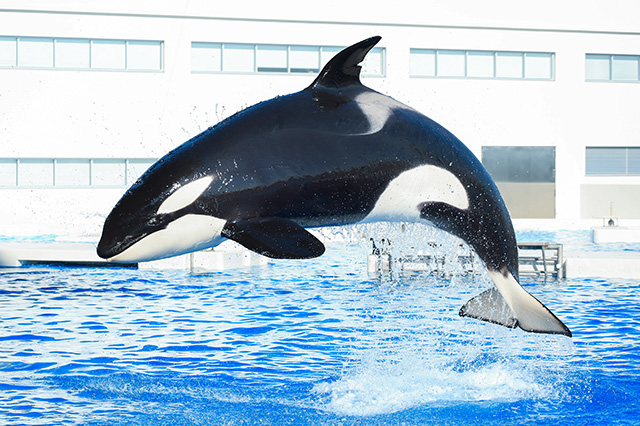 お母さんシャチの“ステラ”/神戸須磨シーワールド(兵庫県/神戸市)