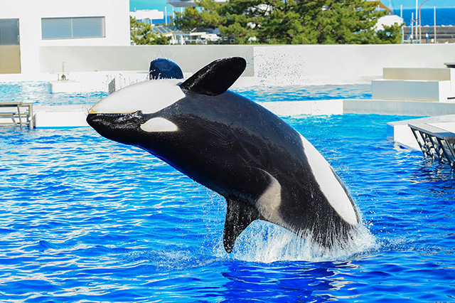 シャチの“ラン”/神戸須磨シーワールド(兵庫県/神戸市)