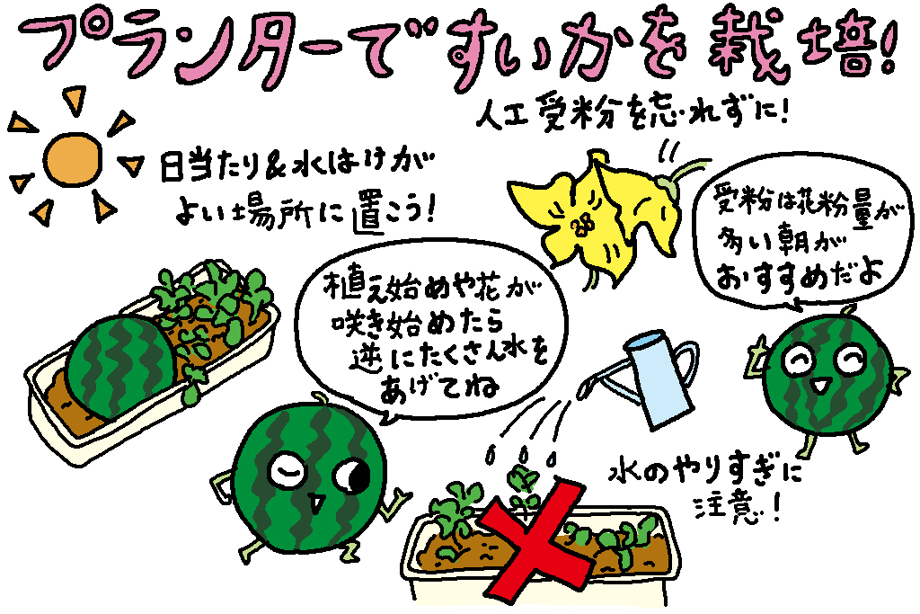 プランターですいかを栽培!