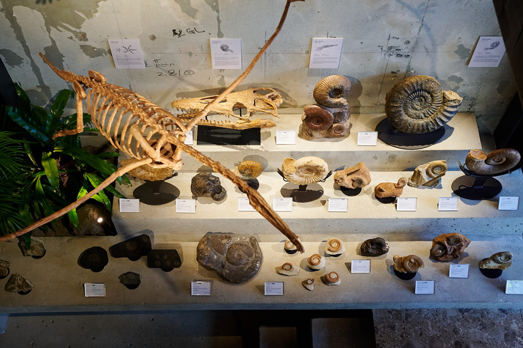 買える化石博物館（福岡県/福岡市）