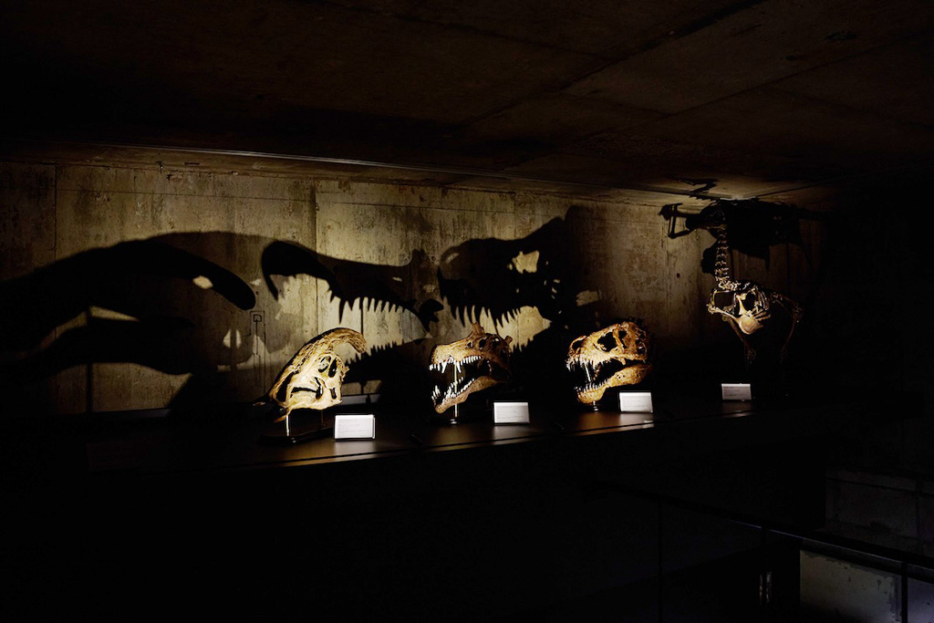 実物化石（一例）/買える化石博物館（福岡県/福岡市）