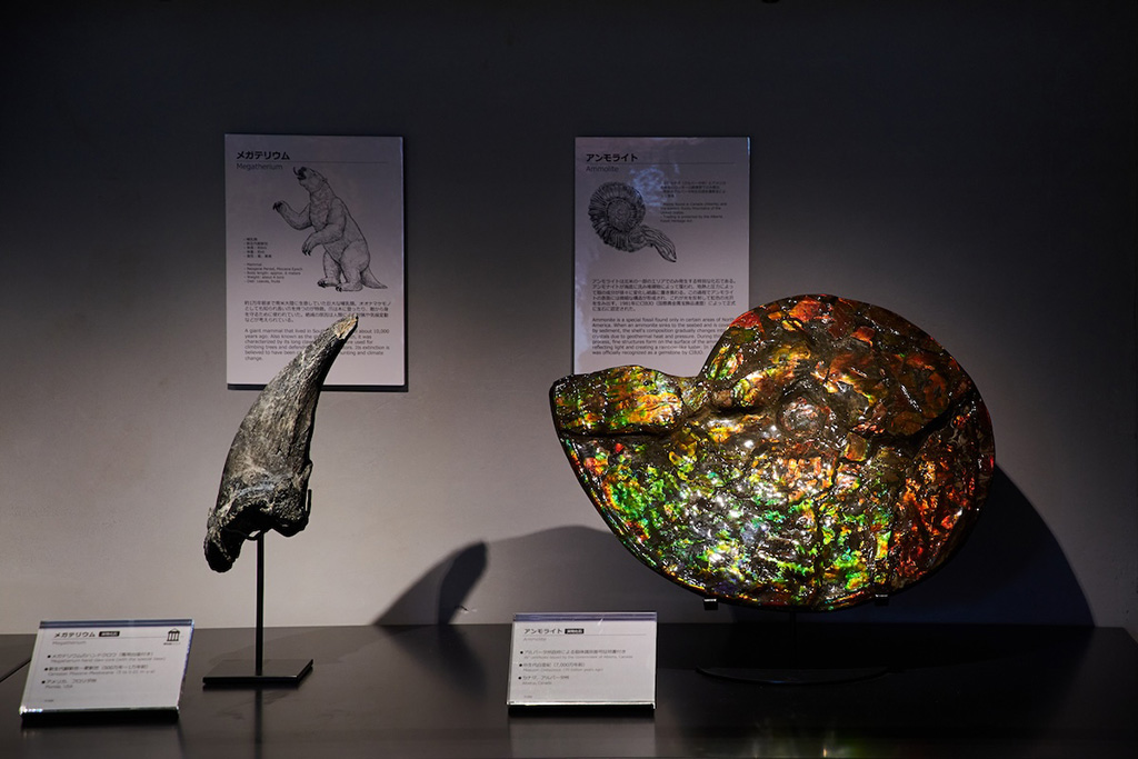 アートのような新しい化石展示/買える化石博物館（福岡県/福岡市）
