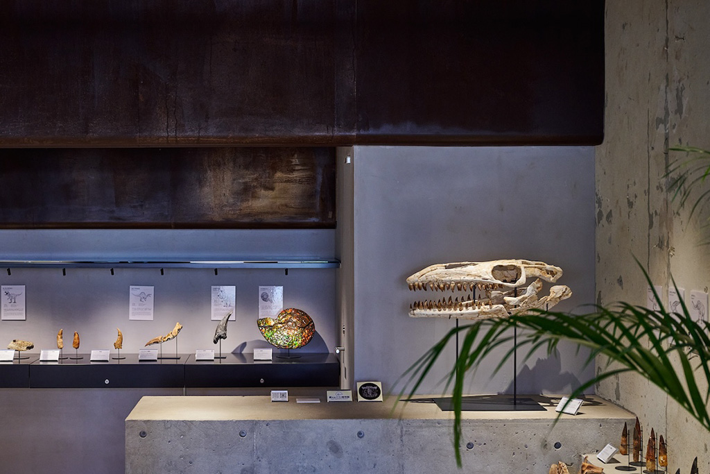 買える化石博物館（福岡県/福岡市）