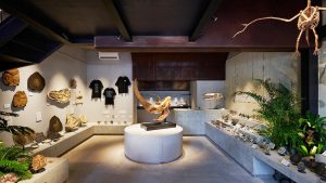 福岡・けやき通りに「買える化石博物館」オープン 貴重なティラノサウルスから手頃なアンモナイトまで実物化石が購入可能