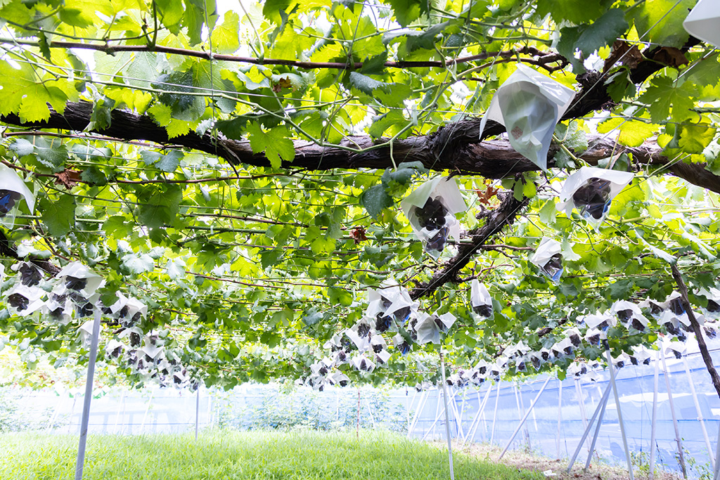 広々としたぶどう棚/FRUIT PARK YOKHAMA 芝口果樹園（神奈川県/横浜市）