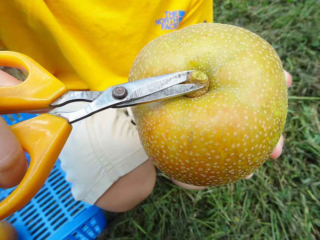 FRUIT PARK YOKHAMA 芝口果樹園（神奈川県/横浜市）