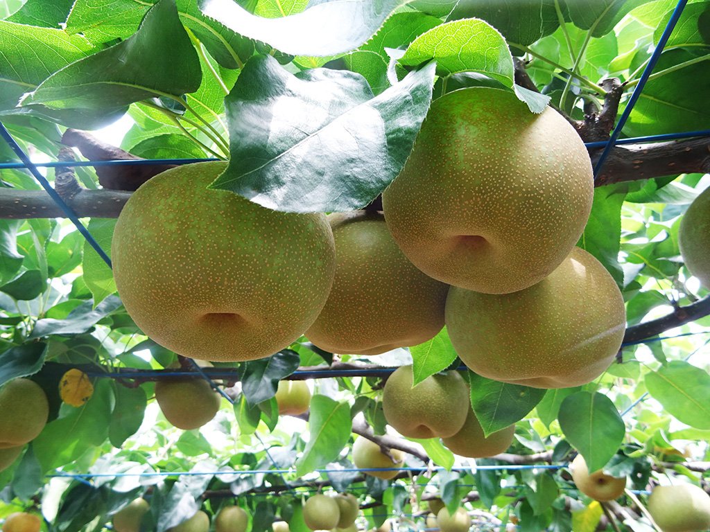 FRUIT PARK YOKHAMA 芝口果樹園（神奈川県/横浜市）