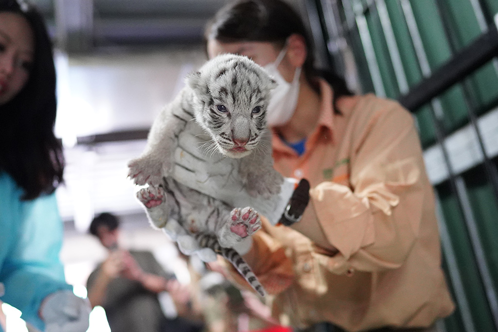 ホワイトタイガーの赤ちゃん/伊豆アニマルキングダム（静岡県/東伊豆町）