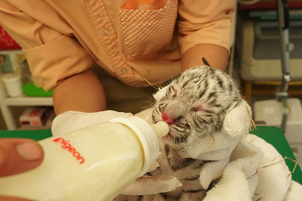 ホワイトタイガーの赤ちゃんがミルクを飲む様子/伊豆アニマルキングダム（静岡県/東伊豆町）