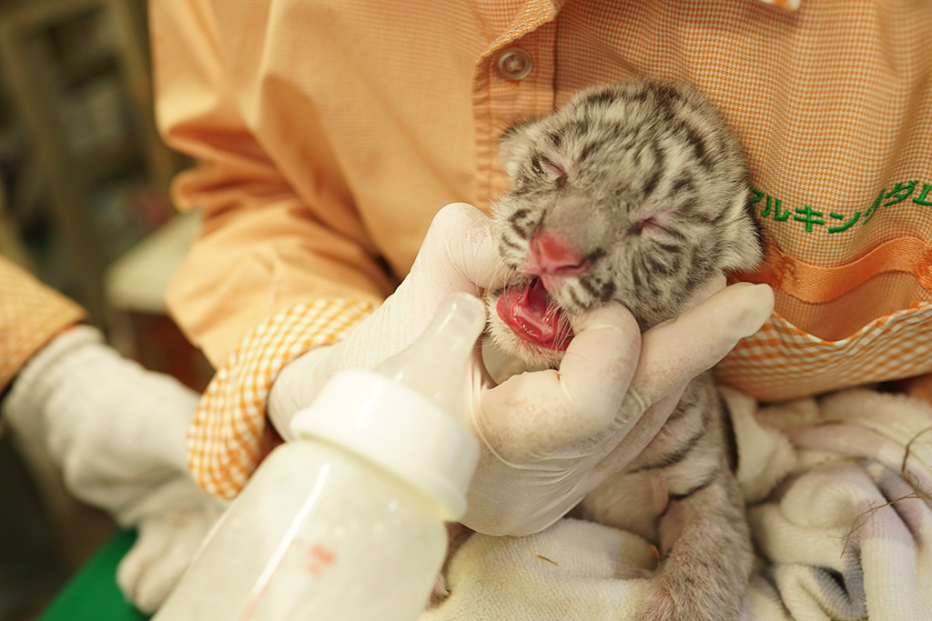 ホワイトタイガーの赤ちゃんがミルクを飲む様子/伊豆アニマルキングダム（静岡県/東伊豆町）