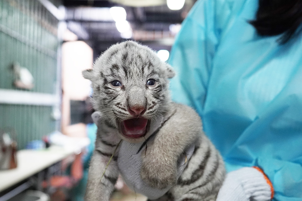 ホワイトタイガーの赤ちゃん/伊豆アニマルキングダム（静岡県/東伊豆町）
