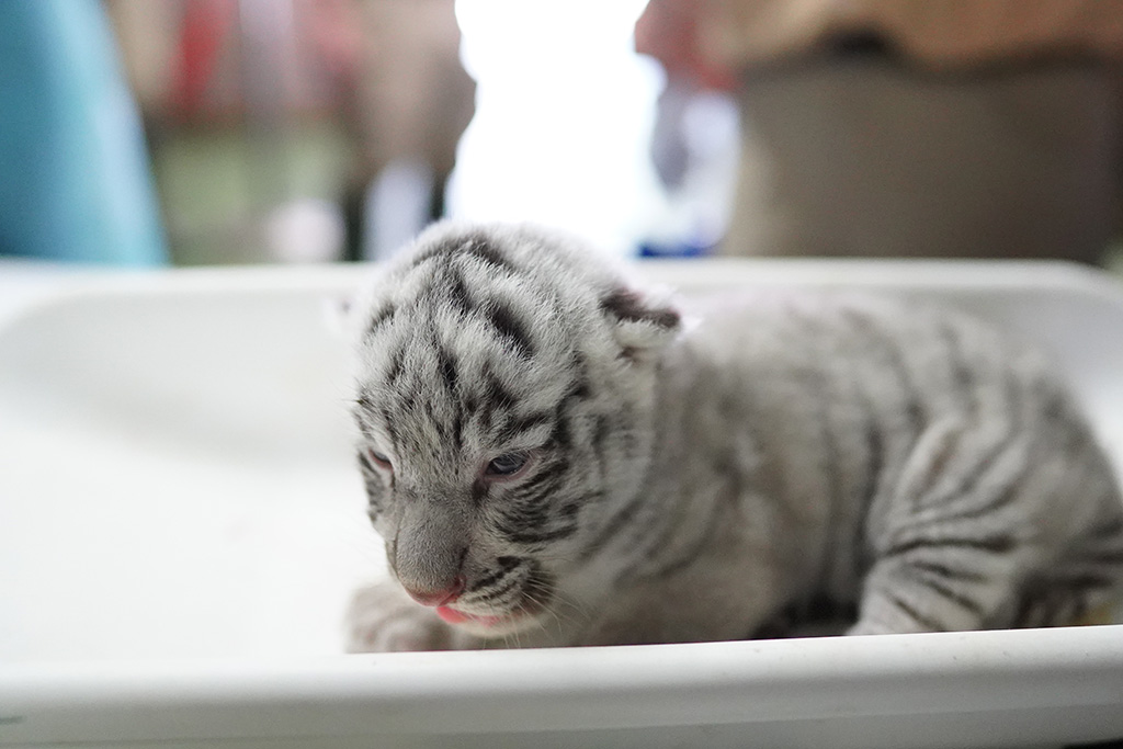 ホワイトタイガーの赤ちゃん/伊豆アニマルキングダム（静岡県/東伊豆町）