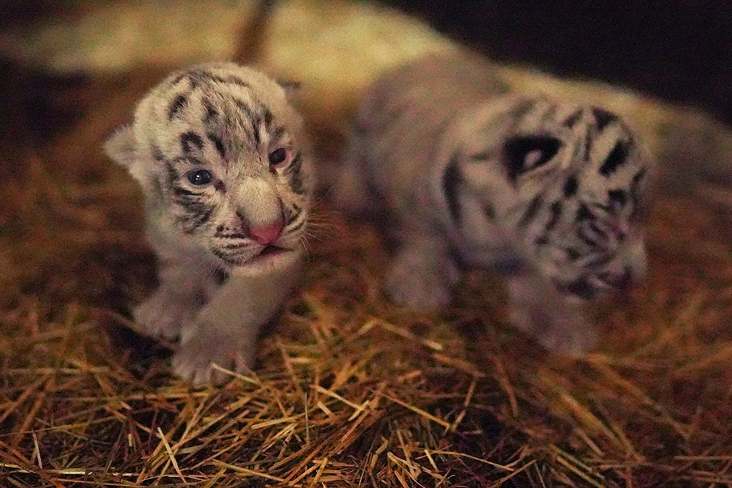 ホワイトタイガーの赤ちゃん/伊豆アニマルキングダム（静岡県/東伊豆町）