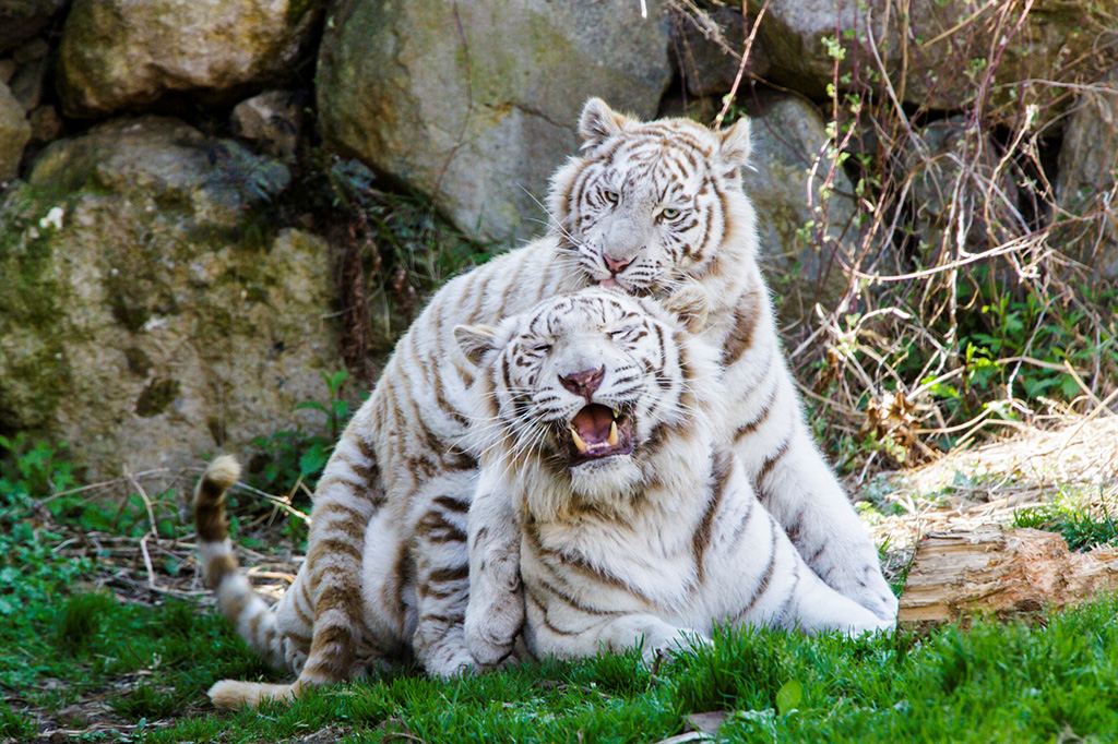 ホワイトタイガー/伊豆アニマルキングダム（静岡県/東伊豆町）